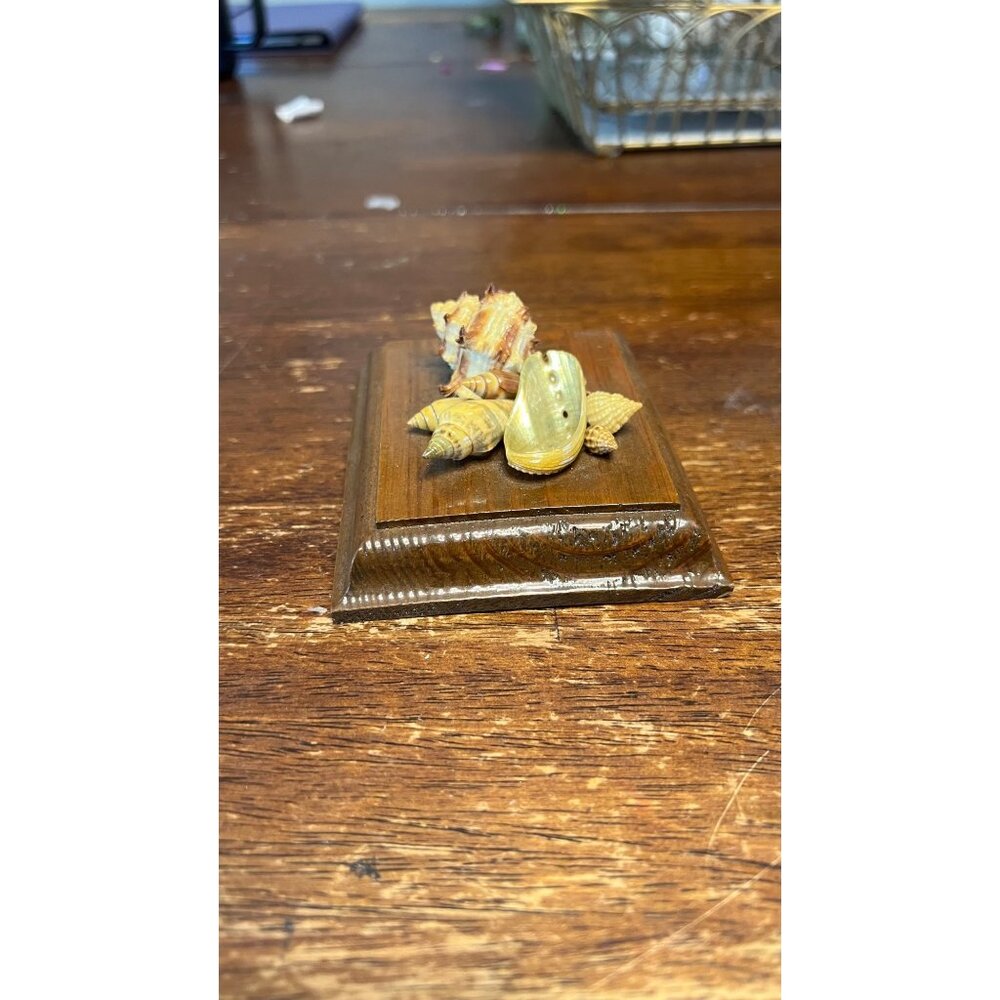 Decorative Vintage Seashell Display On Wooden Base - Picture 5 of 8